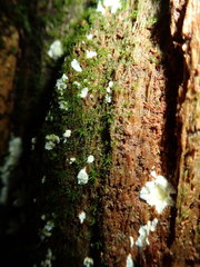Antrodiella citrinella