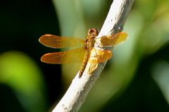 Perithemis icteroptera