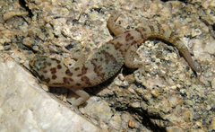 Pachydactylus weberi