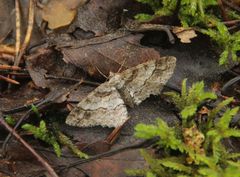 Paradarisa consonaria