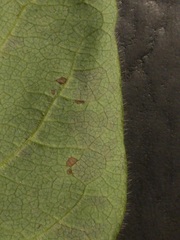 Lonicera hirsuta