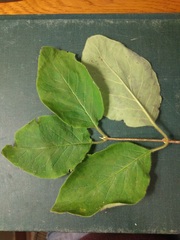 Lonicera hirsuta