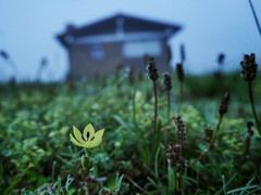 Sisyrinchium conzattii