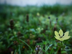 Sisyrinchium conzattii