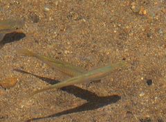 Rasbora