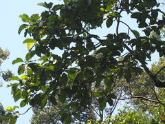Artocarpus elasticus
