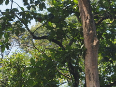 Artocarpus elasticus