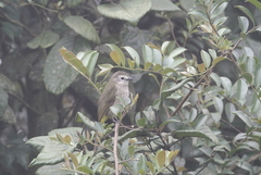 Pycnonotus flavescens leucops