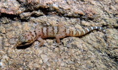 Pachydactylus weberi