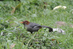 Pterorhinus treacheri