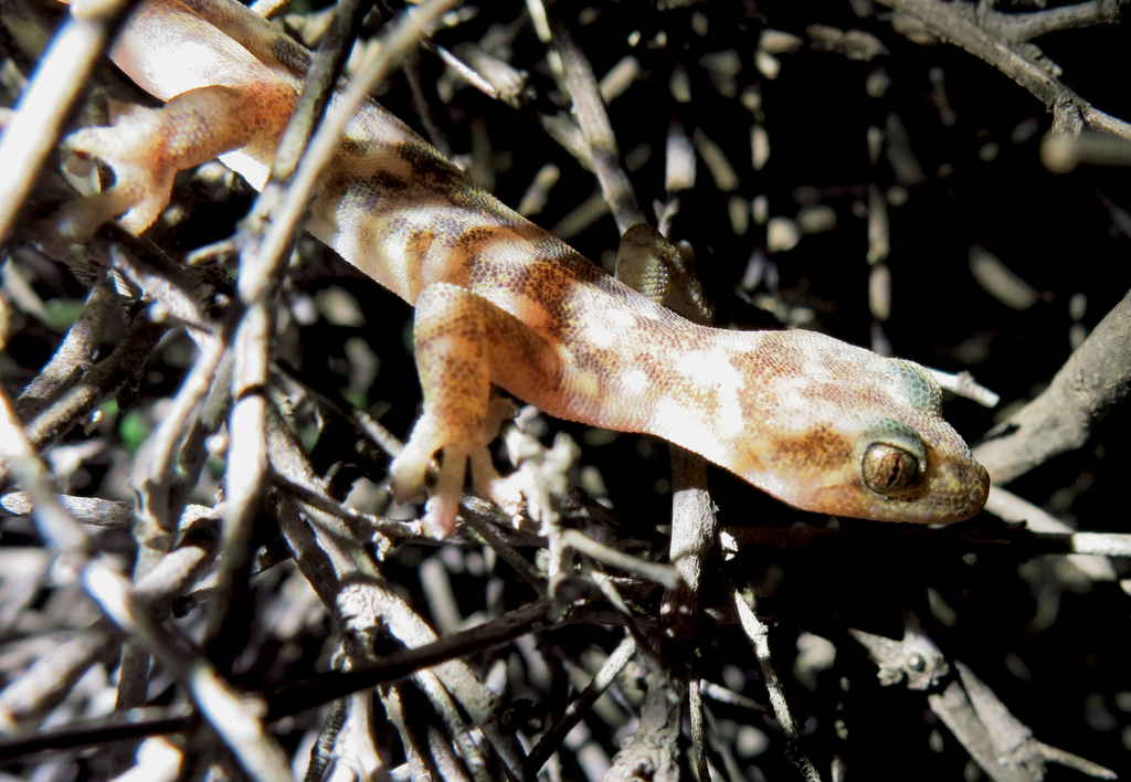 Namaqua Flat Gecko