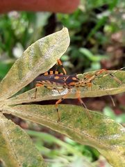 Zelus armillatus