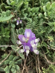Astragalus amatus