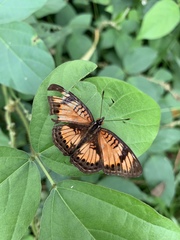 Junonia sophia