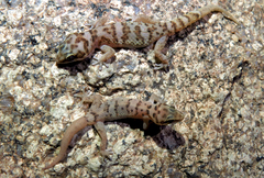 Pachydactylus weberi