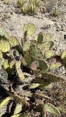 Opuntia dulcis