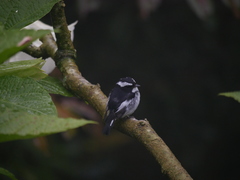 Ficedula westermanni