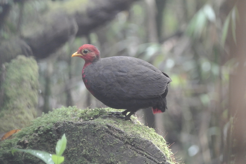 Crimson-Headed Partridge
