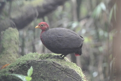 Haematortyx sanguiniceps