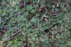 Lunularia
