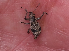 Pantomorus postfasciatus