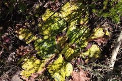 Arctopus echinatus