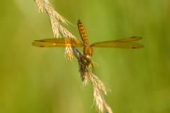 Perithemis icteroptera