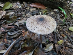 Macrolepiota eucharis