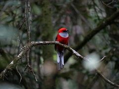 Harpactes whiteheadi