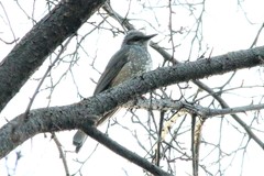 Hypsipetes amaurotis