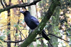 Corvus macrorhynchos