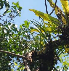 Paragramma longifolia