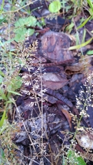 Eragrostis amabilis