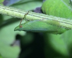 Rhynchomitra recurva