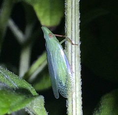 Rhynchomitra recurva