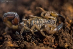 Centruroides nitidus