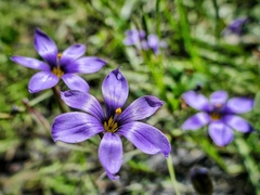Sisyrinchium scabrum