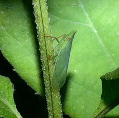 Rhynchomitra recurva