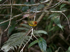 Phylloscopus montis