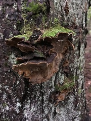 Phellinus chrysoloma