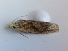 Eucosma ochrocephala