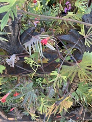 Ipomoea × multifida