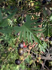 Ipomoea × multifida