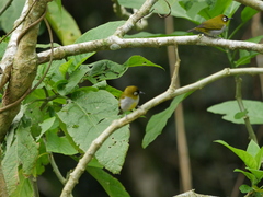 Zosterops atricapilla