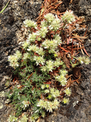 Paronychia argyrocoma