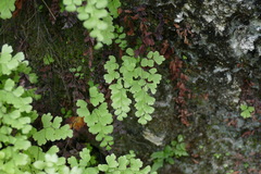 Adiantum bellum