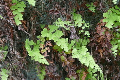 Adiantum bellum