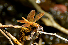 Perithemis icteroptera