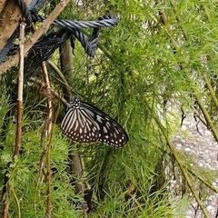 Ideopsis vulgaris macrina