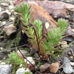 Sedum goldmanii